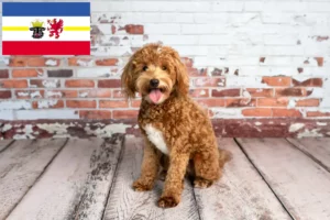 Lee más sobre el artículo Criadores de Goldendoodle y cachorros en Mecklemburgo-Pomerania Occidental