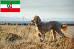 Lee más sobre el artículo Criadores de Goldendoodle y cachorros en Renania del Norte-Westfalia