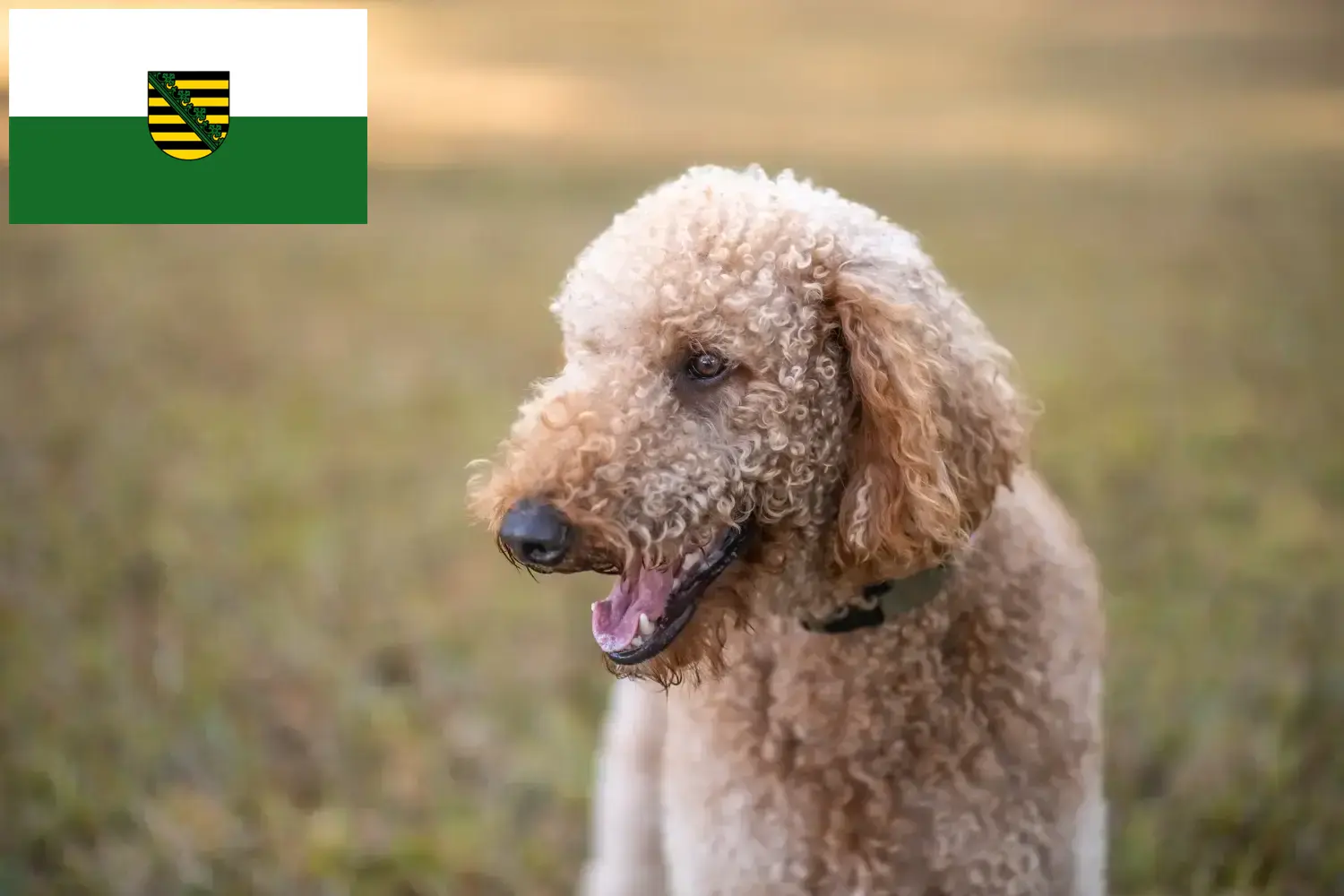 Lee más sobre el artículo Criadores y cachorros de Goldendoodle en Sajonia