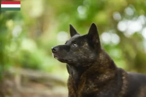 Lee más sobre el artículo Criador de Kai y cachorros en Hungría