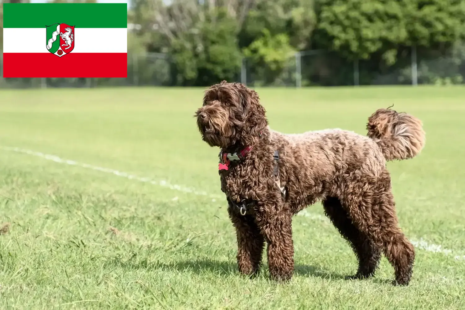 Lee más sobre el artículo Criadores de Labradoodle y cachorros en Renania del Norte-Westfalia