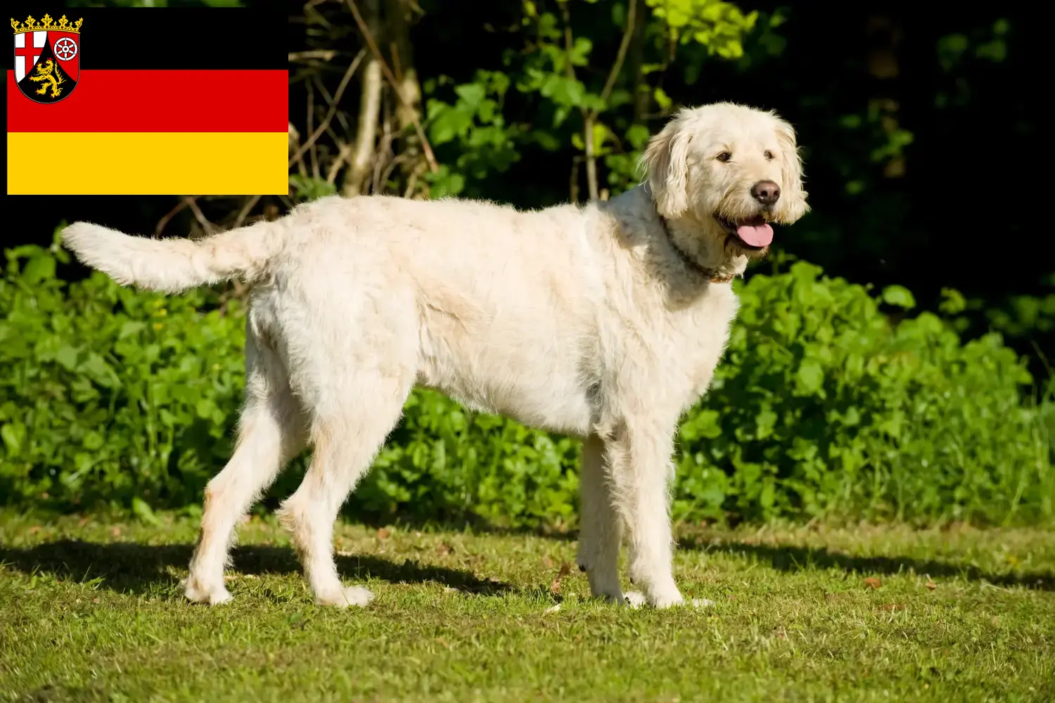 Lee más sobre el artículo Criadores de Labradoodle y cachorros en Renania-Palatinado