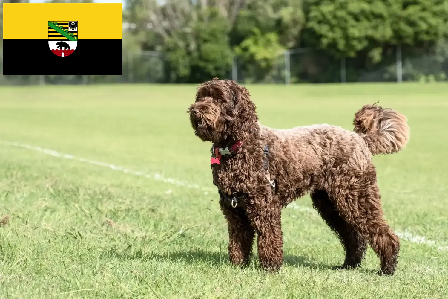 Lee más sobre el artículo Criadores y cachorros de Labradoodle en Sajonia-Anhalt