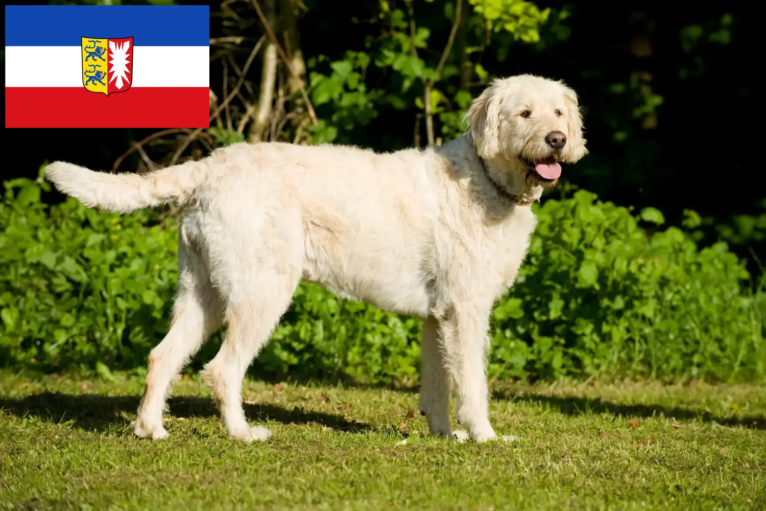 Lee más sobre el artículo Criadores de Labradoodle y cachorros en Schleswig-Holstein