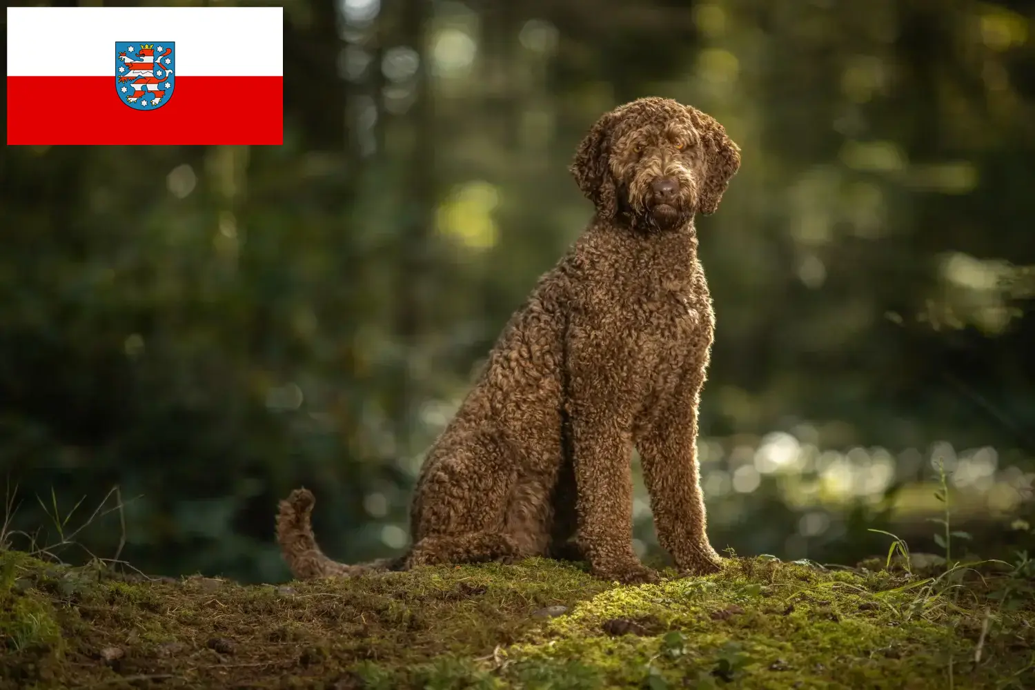 Lee más sobre el artículo Criadores de Labradoodle y cachorros en Turingia